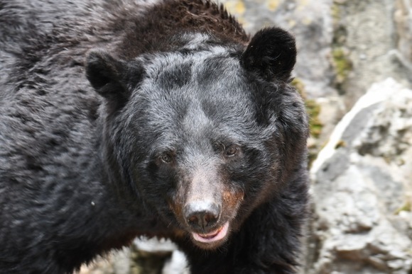 ワイ、登山に来るもその山でクマの目撃情報が出たと聞く