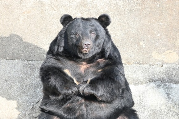 【画像】福島のクマ出現のメール緊張感なさすぎて草