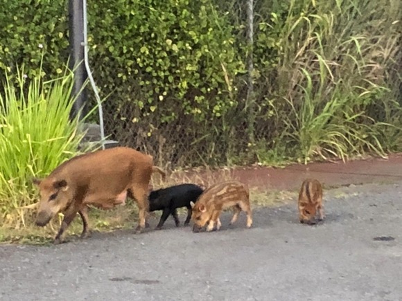 「後ろから追突されてズボンは食いちぎられて」イノシシに襲われ５針縫う軽傷…付近の小学校では集団下校