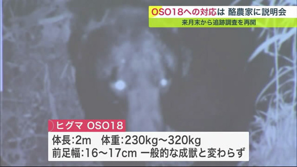 巨大ヒグマOSO18はなぜ捕まらないのか！→巨大じゃありませんでした…