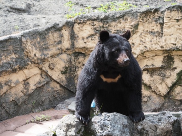 近所にクマ出たんやが・・・