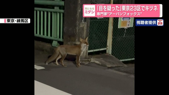 「目を疑った」東京23区でキツネ…専門家は「アーバンフォックス」か