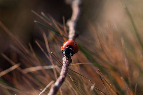 Ladybug