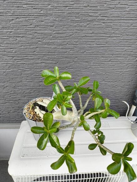 【画像】ガチニートだけど2年間植物育てたら花咲いた件ｗｗｗｗｗｗｗｗｗｗｗｗｗｗｗｗ