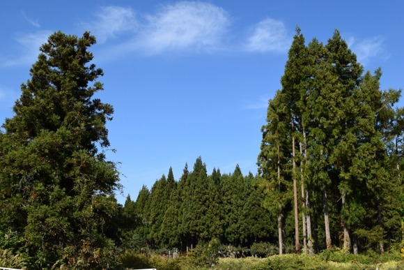 日本大統領ワイ「杉、ヒノキをすべて伐採します」