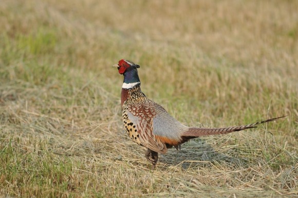 近所の畑にキジいたんだけど・・・