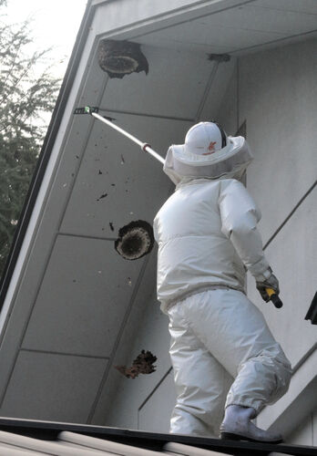 酷暑でスズメバチも逝く・・・