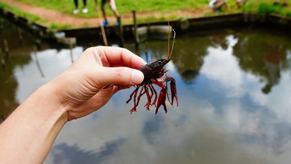 食料として見たザリガニの欠点（臭み取りがあまりにも面倒、可食部があまりにも少ない）