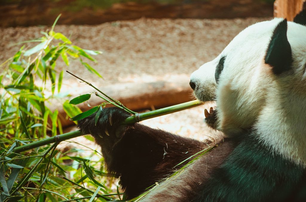 パンダが笹や竹ばっかり食ってる理由wwwwwwwwwwwwwwwww : 登山ちゃんねる