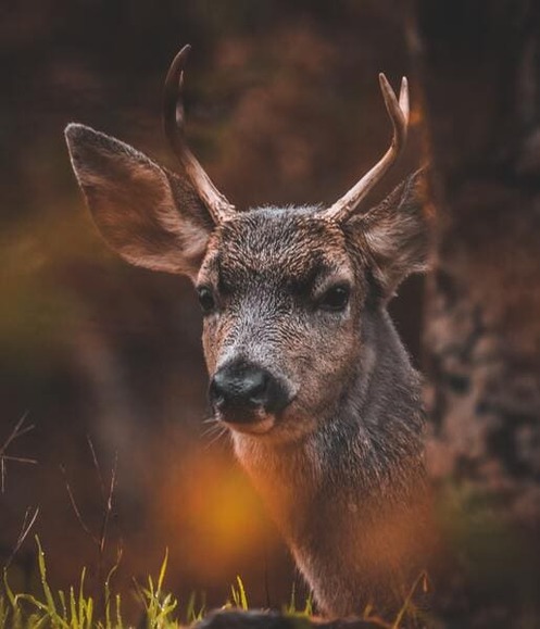 jesse-andreasen-6CnkWPrb4jw-unsplash (1)