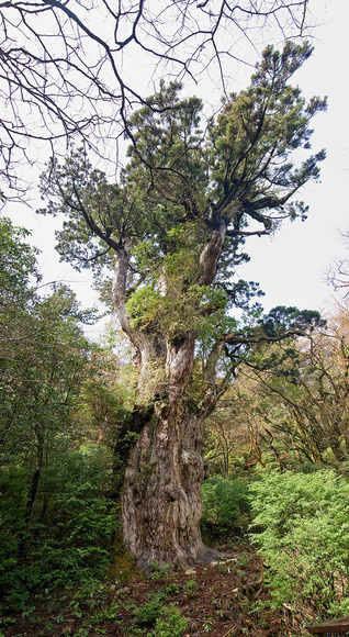 800px-Jomon_Sugi_07