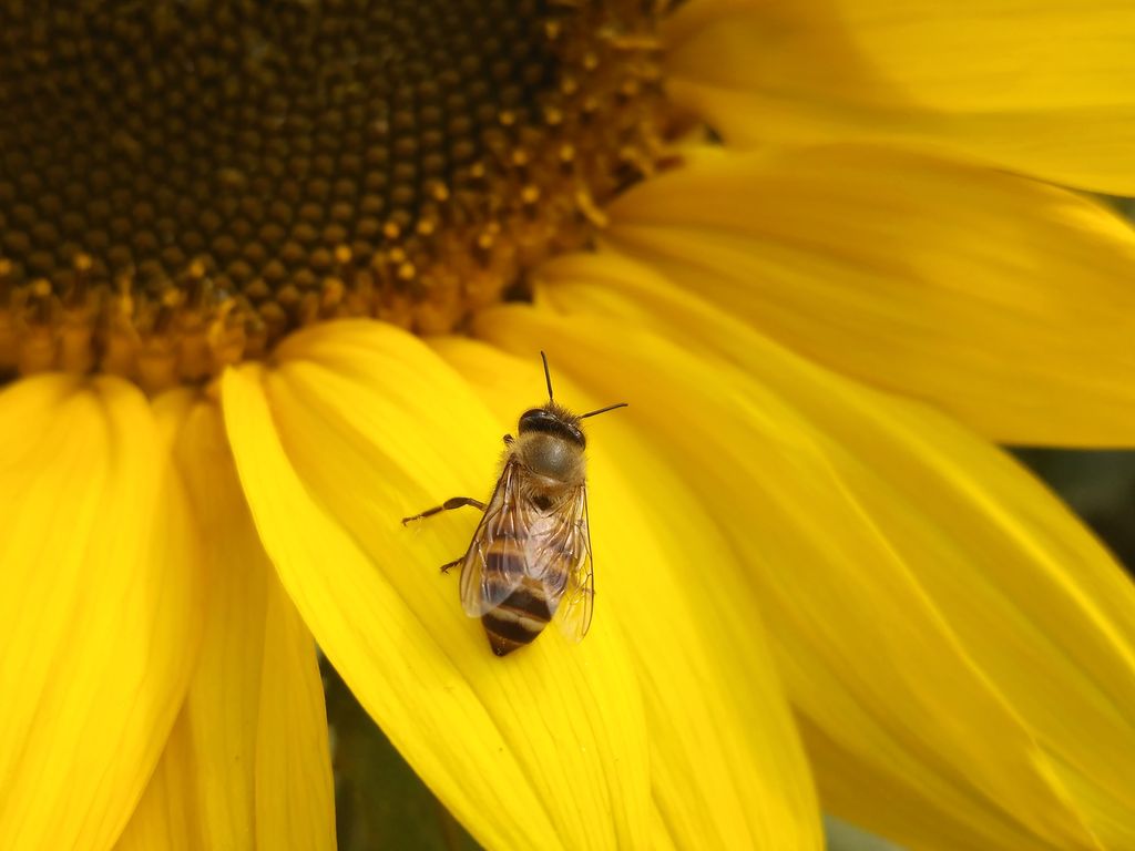 どうすれば虫が怖くなくなるん？小さい蜘蛛見ただけでもダメなんだが 
