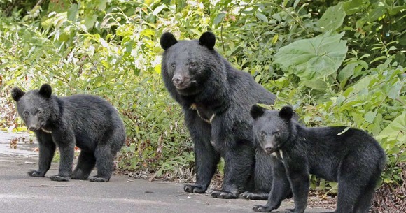 【アーバンベア】クマの人的被害過去最多もハンターは５０年で３０万人減　駆除賛否であつれき