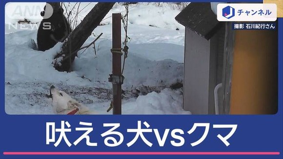 【動画】「玄関開けたら…クマ」撮影者も困惑　ほえる犬　その先に“クマ”どうなる？