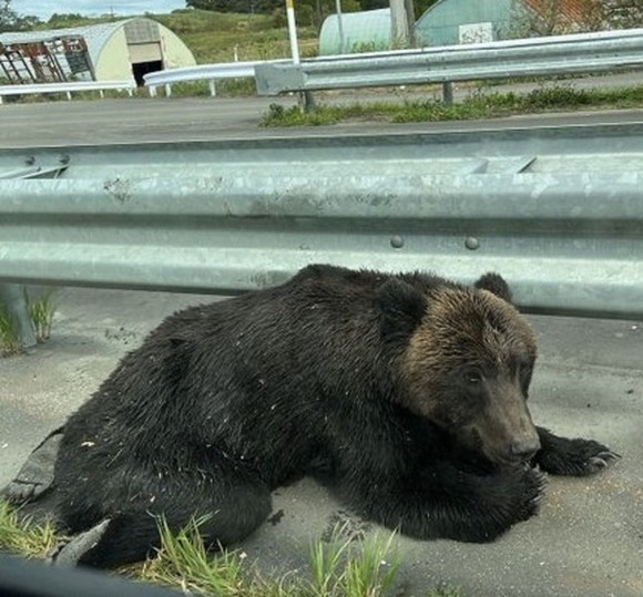 「人間の車カスは酷いクマ」車に撥ねられ力なくへたり込むクマがかわいそうと話題
