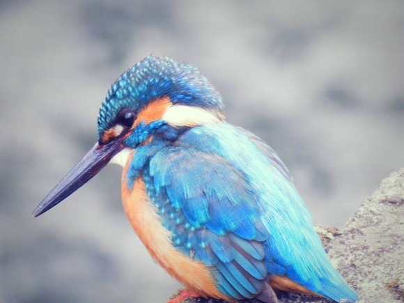 生で見たことある珍しい野生生物おる？