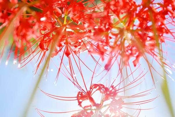 【画像】曼珠沙華の写真撮ったよ