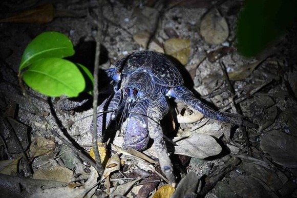 ヤシガニ料理で旅行者が食中毒に　27年ぶり「まれな例」　宮古島市内のレストラン