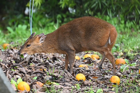 キョン、牛肉並みに旨かった
