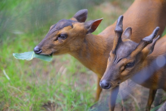【千葉】「キョン」が大量繁殖も捕獲進まず…「屠殺するときに泣き叫ぶ。心がやられる」猟師が吐露する駆除の実情