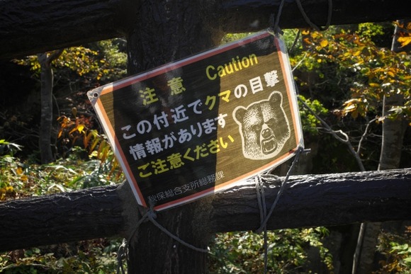 秋田市仁井田で捕まったクマ、殺処分へ