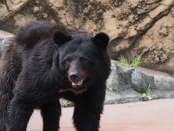 俺達でも「ツキノワグマ」相手ならギリ勝てる