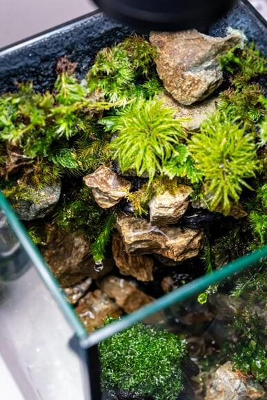 【画像】水の流れる苔テラリウム作ったから見て