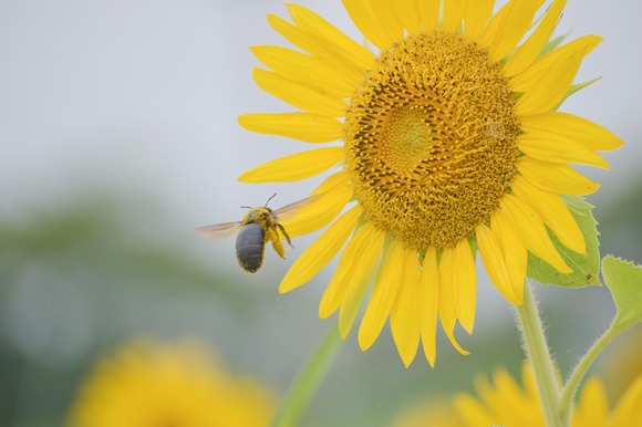 【画像】ひまわりて夏の象徴と言うか夏の思い出とか連想させるよね