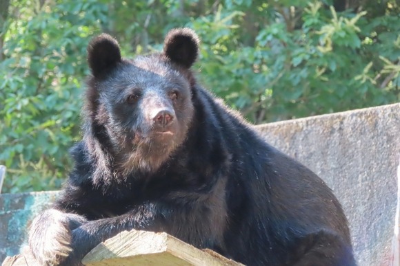 【長野】なぜ捕獲したクマを殺さず放すのか 「学習放獣」の可能性は？ 「クマとの共生」目指すNPO担当者の思い