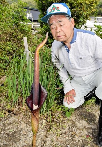 【兵庫】畑の隅でにょきりと生えた謎の棒、草?木?それとも花?　「数年ごとに姿を見せる」その正体が判明