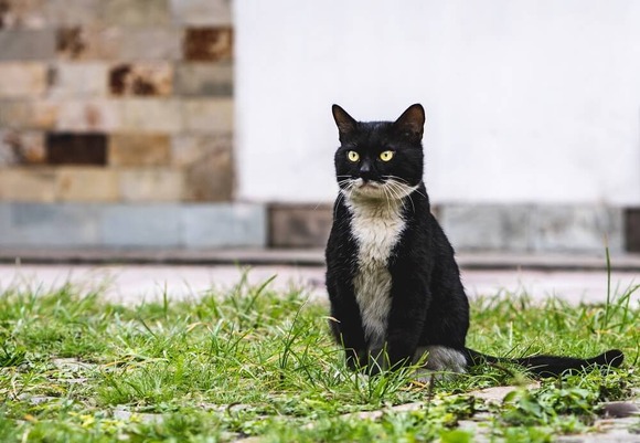 cat