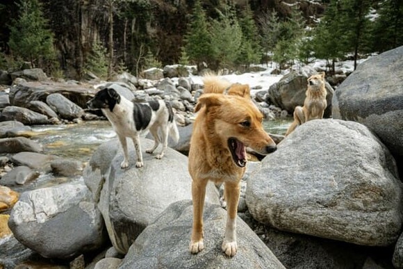 【北海道】野犬がウシを襲撃！6頭死ぬ・・・