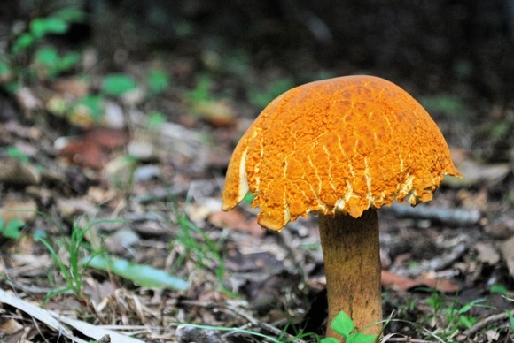 【画像】きのこ博士来てくれ！なにこれ？