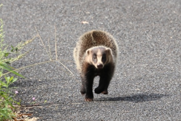 【緊急】ヤバい、謎の野生動物に追いかけられてる