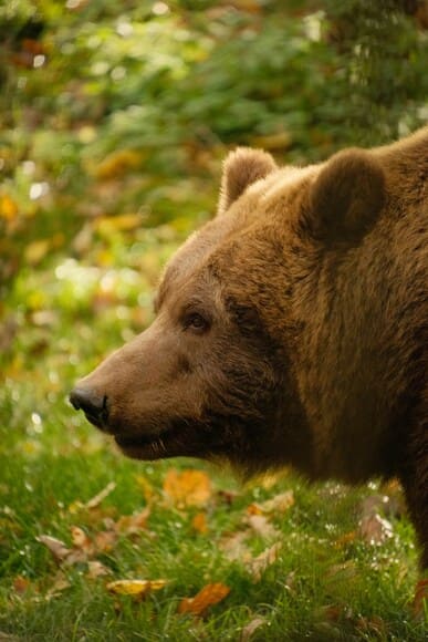 三毛別の熊の事件で葬儀中にヒグマが民家に入って来た理由