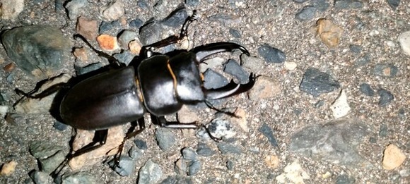【画像】カブトムシ見つけたンゴ！