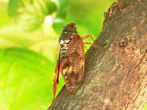 【虫】“日本の虫”に大異変　セミの声がしない夏、カメムシが超大量発生…原因は「地球環境」
