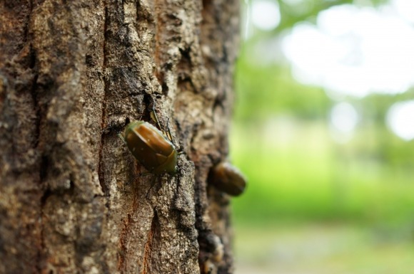 【画像】家の網戸に止まったカナブン（24時間経過…）