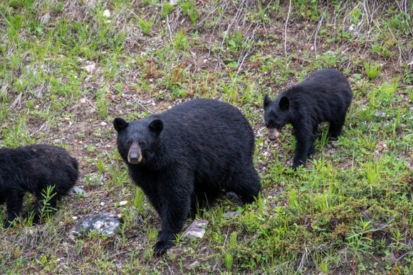 急にクマ被害報道が消えた理由がこちら→