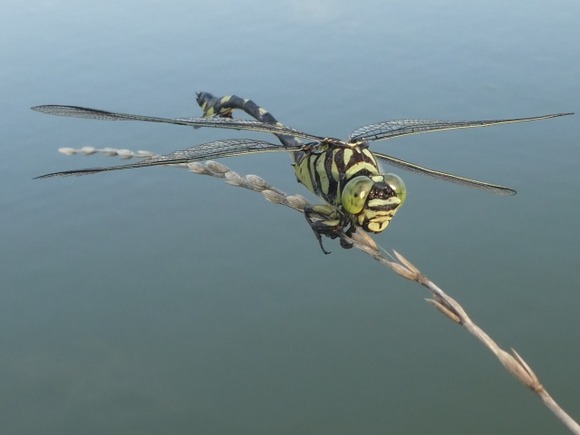【朗報】日本最強の昆虫、オニヤンマのスペックがヤバ過ぎるｗｗｗｗｗｗｗｗｗｗｗｗｗｗ