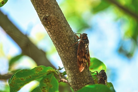 【画像】ワイの撮影した蝉どう？