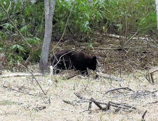 【朱鞠内湖ヒグマ襲撃事件】駆除したクマの胃から肉片や骨片…食われたの決定