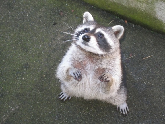 【秋田】撮影者も「初めて見た」　住宅の庭に我が物顔で現れたのは…　本来は日本に生息していないのになぜ？