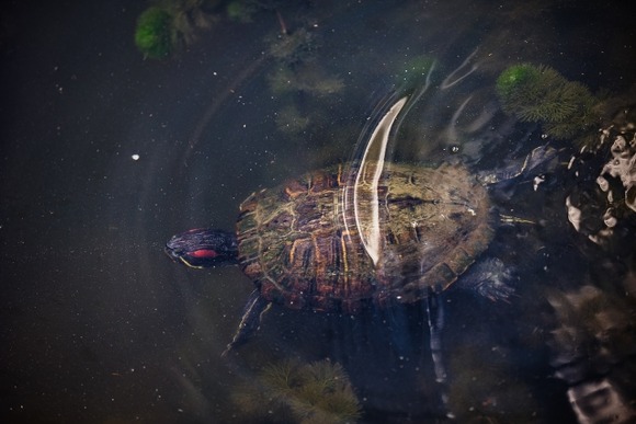 ミシシッピアカミミガメ「侵略するわwww」イシガメ・クサガメ「僕たちの住処が奪われたよ」