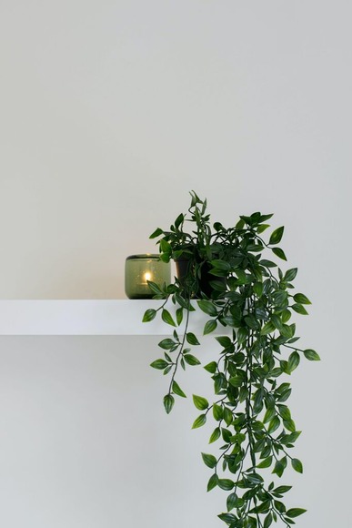 観葉植物的存在を置きたい思ってるのでおすすめあげて