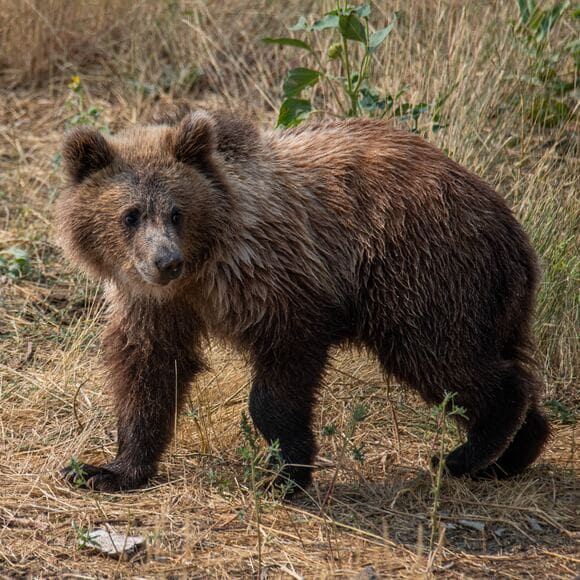 【画像】ヒグマさん、2ヶ月で100キロの激太り