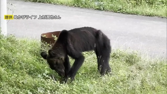 やせたかなしい姿のクマが駆除される
