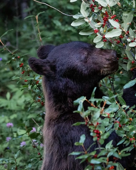 bear