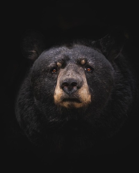 bear