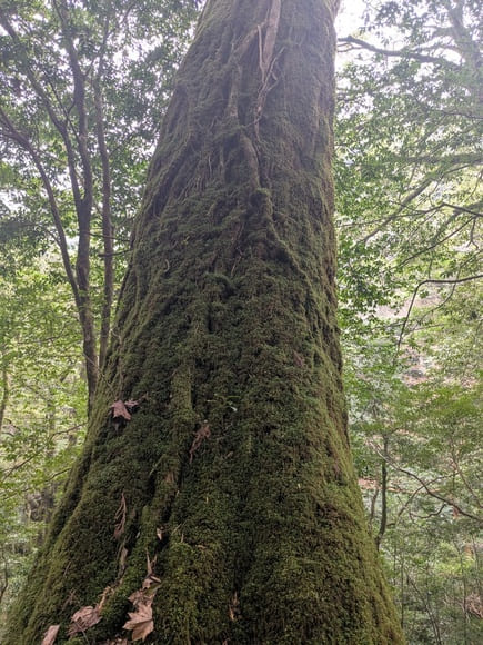 【画像】屋久島来たンゴ